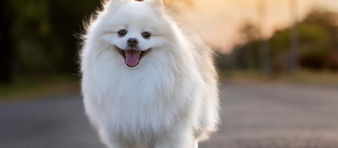 A,White,Japanese,Spitz,Dog,Standing,Among,In,Grass,Field,loyal,